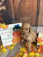 Anthony, a male Poodle - Standard  for sale in Panama City, FL – 2 of 4
