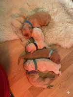 Gregory/Black Collar Boy, a male Poodle - Standard  for sale in Panama City, FL – 2 of 3