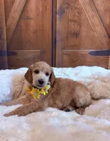 Francheska, a female Poodle - Standard  for sale in Panama City, FL – 2 of 6