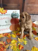 Eloise, a female Poodle - Standard  for sale in Panama City, FL – 3 of 6
