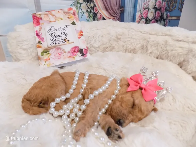 Hyacinth – Poodle - Standard  puppy for sale in Panama City, FL