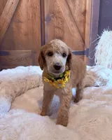Francheska, a female Poodle - Standard  for sale in Panama City, FL – 1 of 6