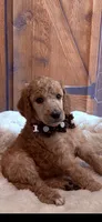 Eloise, a female Poodle - Standard  for sale in Panama City, FL – 6 of 6