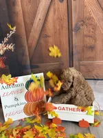 Anthony, a male Poodle - Standard  for sale in Panama City, FL – 4 of 4