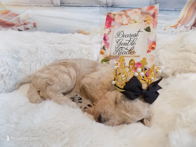 Gregory – Poodle - Standard  puppy for sale in Panama City, FL