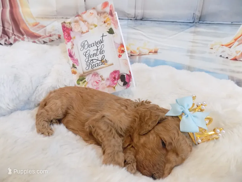 Benedict – Poodle - Standard  puppy for sale in Panama City, FL