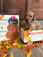 Hyacinth, a female Poodle - Standard  for sale in Panama City, FL – 5 of 5