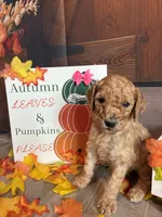 Hyacinth, a female Poodle - Standard  for sale in Panama City, FL – 2 of 5