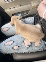 Odin, a male German Shepherd Dog and Siberian Husky for sale in Tampa, FL – Photo 4 of 5