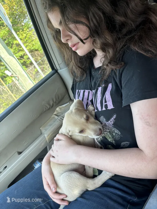 Odin – German Shepherd Dog, Siberian Husky puppy for sale in Tampa, FL