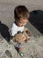 Odin, a male German Shepherd Dog and Siberian Husky for sale in Tampa, FL – Photo 3 of 5