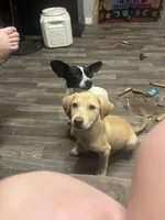 Odin, a male German Shepherd Dog and Siberian Husky for sale in Tampa, FL – Photo 5 of 5