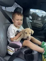 Odin, a male German Shepherd Dog and Siberian Husky for sale in Tampa, FL – Photo 2 of 5