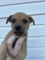 Zoey, a female German Shepherd Dog and Siberian Husky for sale in Tampa, FL – Photo 1 of 7