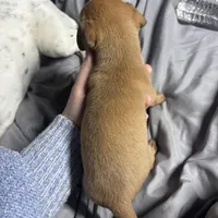 Zoey, a female German Shepherd Dog and Siberian Husky for sale in Tampa, FL – Photo 6 of 7