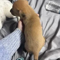 Zoey, a female German Shepherd Dog and Siberian Husky for sale in Tampa, FL – Photo 7 of 7