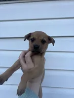 Zoey, a female German Shepherd Dog and Siberian Husky for sale in Tampa, FL – Photo 2 of 7