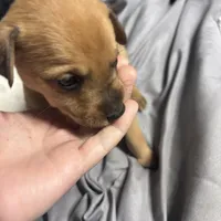 Zoey, a female German Shepherd Dog and Siberian Husky for sale in Tampa, FL – Photo 5 of 7