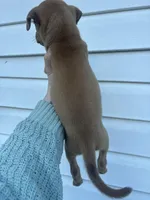 Zoey, a female German Shepherd Dog and Siberian Husky for sale in Tampa, FL – Photo 3 of 7