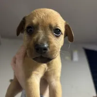 Zoey, a female German Shepherd Dog and Siberian Husky for sale in Tampa, FL – Photo 4 of 7