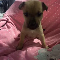 Flora, a female German Shepherd Dog and Siberian Husky for sale in Tampa, FL – Photo 4 of 5