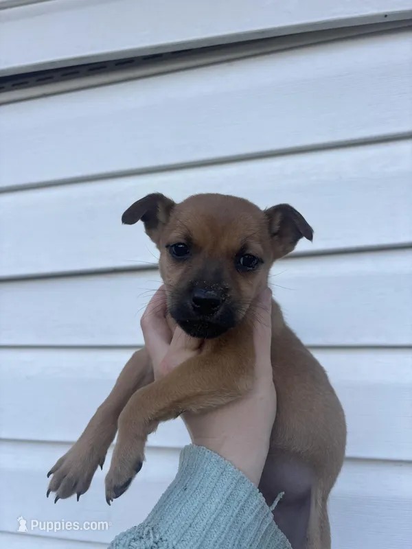 Flora – German Shepherd Dog, Siberian Husky puppy for sale in Tampa, FL