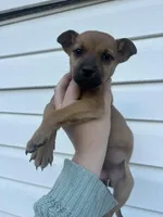 Flora, a female German Shepherd Dog and Siberian Husky for sale in Tampa, FL – Photo 2 of 5