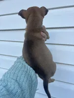 Flora, a female German Shepherd Dog and Siberian Husky for sale in Tampa, FL – Photo 3 of 5