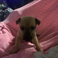 Flora, a female German Shepherd Dog and Siberian Husky for sale in Tampa, FL – Photo 5 of 5