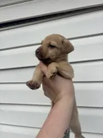 Maki, a female German Shepherd Dog and Siberian Husky for sale in Tampa, FL – Photo 2 of 3