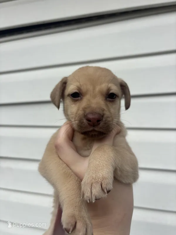 Maki – German Shepherd Dog, Siberian Husky puppy for sale in Tampa, FL