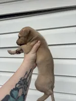 Maki, a female German Shepherd Dog and Siberian Husky for sale in Tampa, FL – Photo 3 of 3