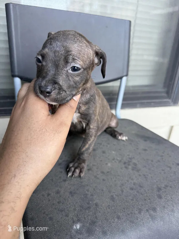 Bb – American Pit Bull Terrier puppy for sale in Atlanta, GA