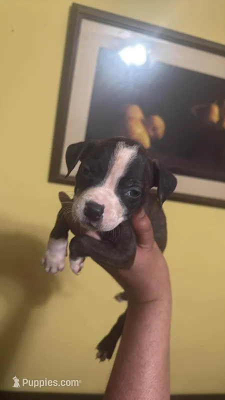 Bingo  – American Pit Bull Terrier puppy for sale in Atlanta, GA