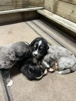 Stripe, a male Australian Shepherd and Bernese Mountain Dog for sale in Newton, KS – 2 of 3