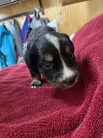 Stripe, a male Australian Shepherd and Bernese Mountain Dog for sale in Newton, KS – 3 of 3