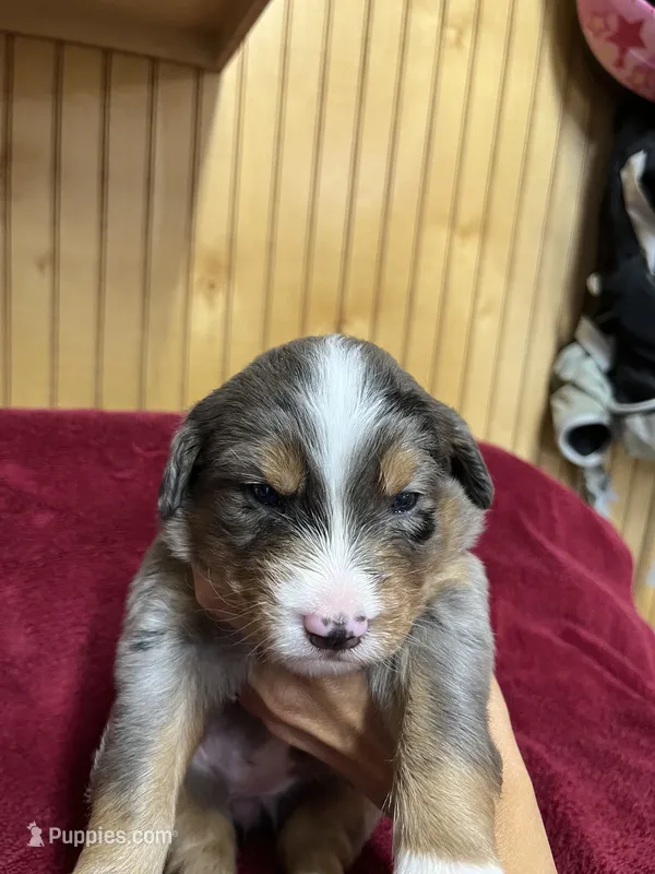 Row – Australian Shepherd, Bernese Mountain Dog puppy on hold in Newton, KS
