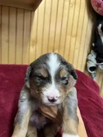 Row, a female Australian Shepherd and Bernese Mountain Dog for sale in Newton, KS – 1 of 3