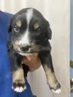 Stripe, a male Australian Shepherd and Bernese Mountain Dog for sale in Newton, KS – 1 of 3