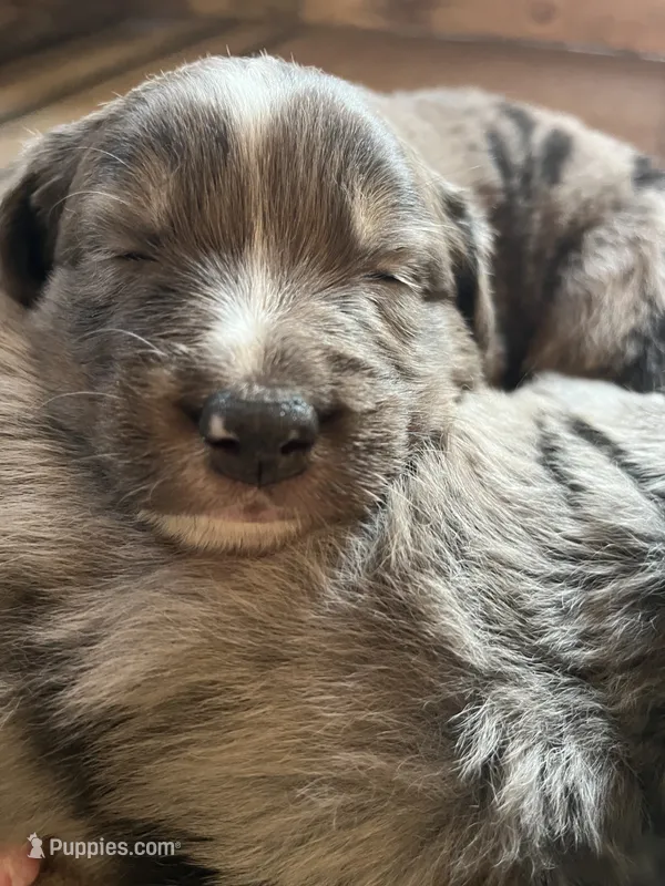 Gertie – Australian Shepherd, Bernese Mountain Dog puppy for sale in Newton, KS