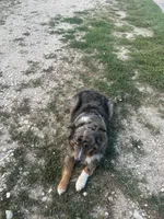 Gertie, a female Australian Shepherd and Bernese Mountain Dog for sale in Newton, KS – 3 of 4