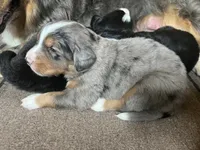 Row, a female Australian Shepherd and Bernese Mountain Dog for sale in Newton, KS – 2 of 3
