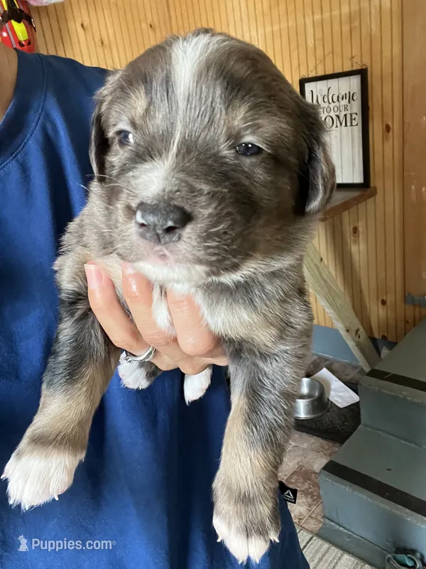 Gertie – Australian Shepherd, Bernese Mountain Dog puppy for sale in Newton, KS
