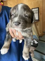 Gertie, a female Australian Shepherd and Bernese Mountain Dog for sale in Newton, KS – 1 of 4