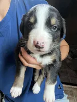 Mudd , a female Australian Shepherd and Bernese Mountain Dog for sale in Newton, KS – 1 of 1