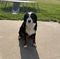 Gertie, a female Australian Shepherd and Bernese Mountain Dog for sale in Newton, KS – 4 of 4