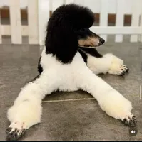 Apricot Standard Poodle, a female Poodle - Standard  for sale in Moreno Valley, CA – 3 of 9