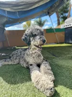 Brown Merle Phantom Standard Poodle, a female Poodle - Standard  for sale in Moreno Valley, CA – 6 of 9