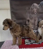Brown Merle Phantom Standard Poodle, a female Poodle - Standard  for sale in Moreno Valley, CA – 2 of 9