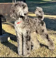 Brown Merle Phantom Standard Poodle, a female Poodle - Standard  for sale in Moreno Valley, CA – 4 of 9